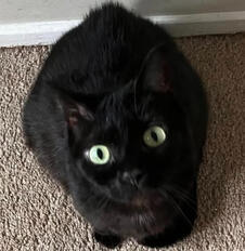 Monster, my cat